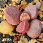 Adromischus Hamo Rose - Image 2