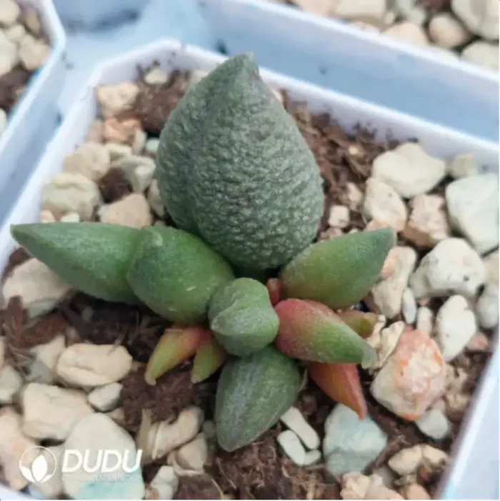 Adromischus Saizhugan - Image 2
