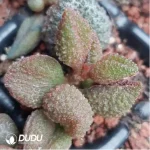 Adromischus Pink Rose - Image 2