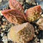 Adromischus Lychee Peel - Image 2