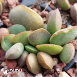 Adromischus Pork Tongue - Image 2