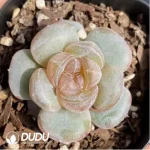 Echeveria Brandy - Image 2