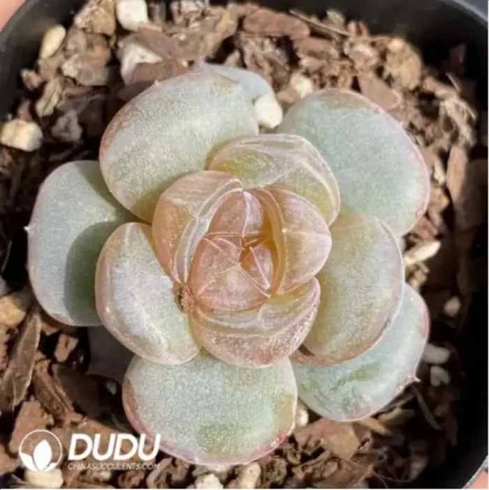 Echeveria Brandy - Image 2