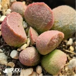 Adromischus Golden Porcupine - Image 2