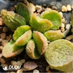 Adromischus Kubusensis Hybrid - Image 2