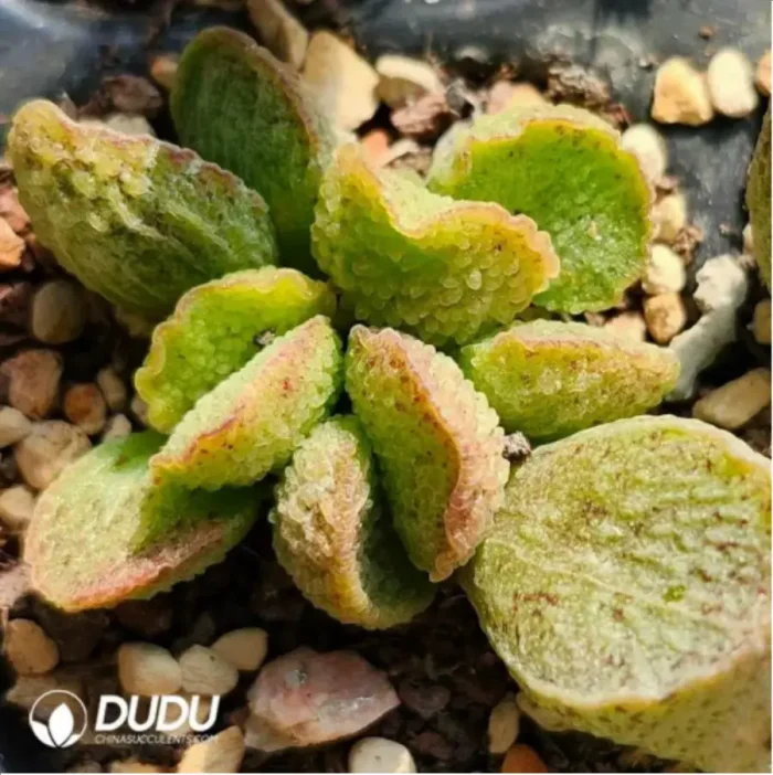 Adromischus Kubusensis Hybrid - Image 2