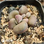 Adromischus White Martin - Image 2