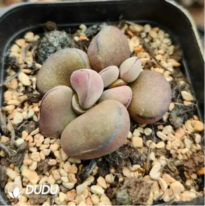 Adromischus White Martin - Image 2