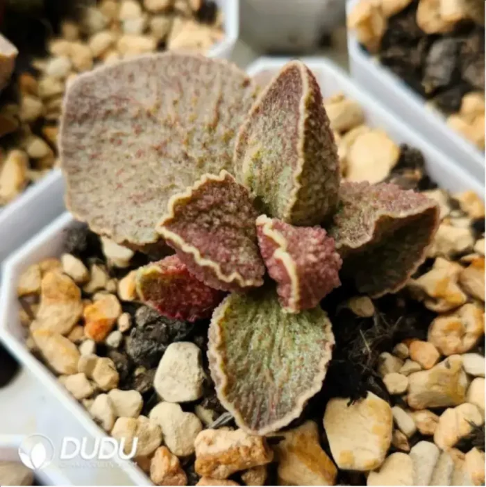 Adromischus Random 48 Varietal Leaves (Not Duplicated)b - Image 2