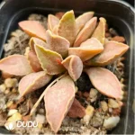 Adromischus Wine Red Pork Liver - Image 2