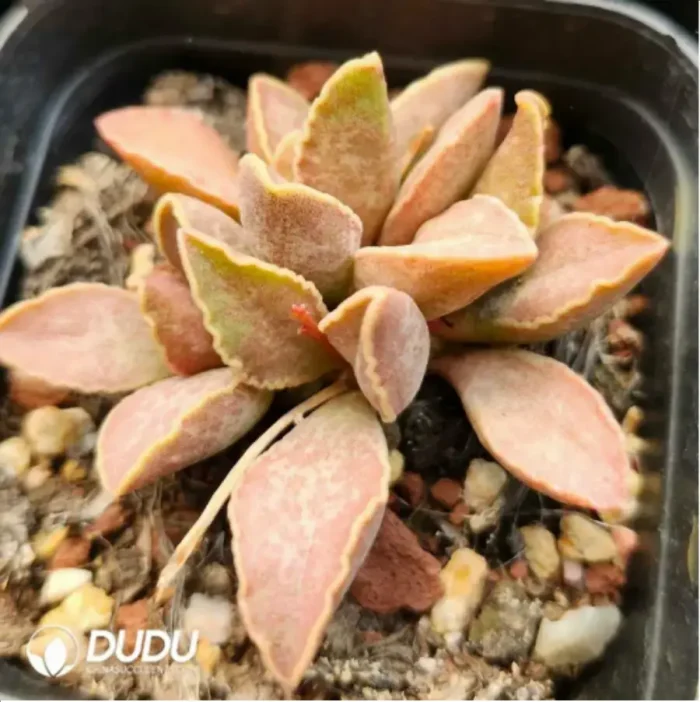 Adromischus Wine Red Pork Liver - Image 2