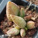 Adromischus Purple Horse Egg - Image 2