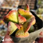 Adromischus Redlip - Image 2