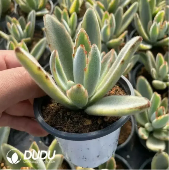 Kalanchoe Tomentosa Variegated - Image 2