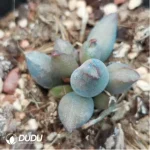 Adromischus Hammer Pork Liver - Image 2