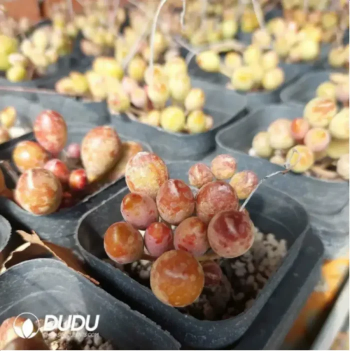 Adromischus KUBU7475 - Image 2