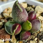 Adromischus Marianiae 'Bryan Makin' - Image 2