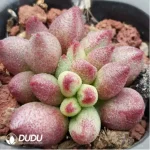 Adromischus Surfboard - Image 2