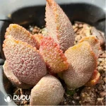 Adromischus Elf stick - Image 2