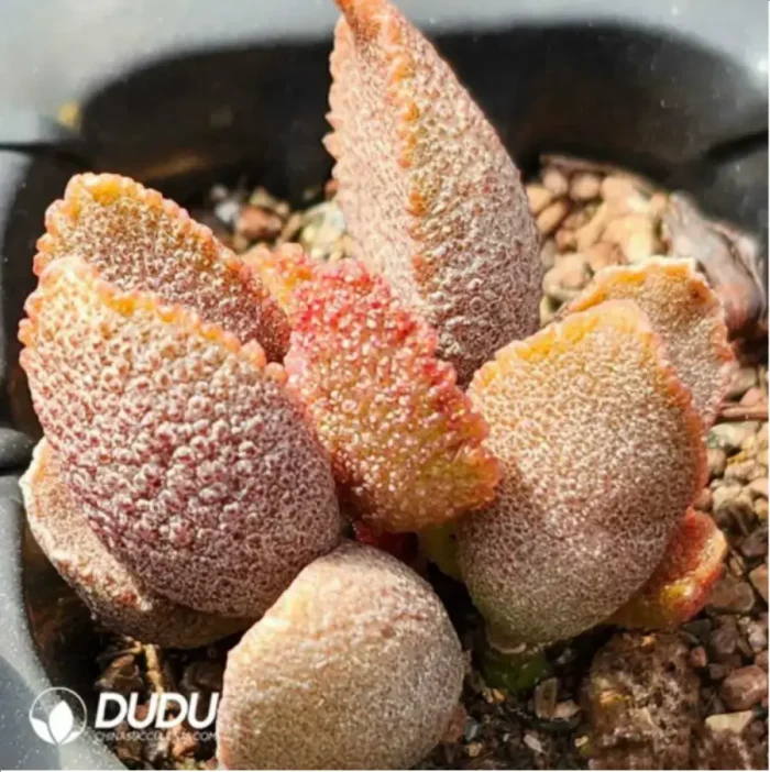 Adromischus Elf stick - Image 2