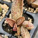 Adromischus Daifuku - Image 2