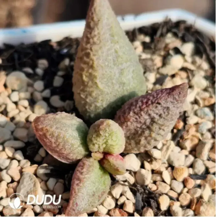 Adromischus Red Wolf - Image 2