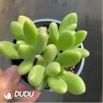 Pachyphytum japonica clustering - Image 2