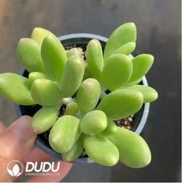 Pachyphytum japonica clustering - Image 2