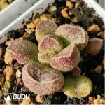 Adromischus Thickleaf Shuti - Image 2