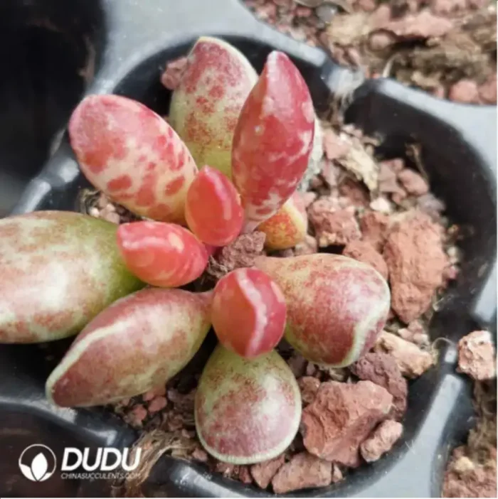 Adromischus Black Crystal - Image 2