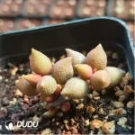 Adromischus Red Dragonfly - Image 2