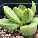 Adromischus Chili - Image 2