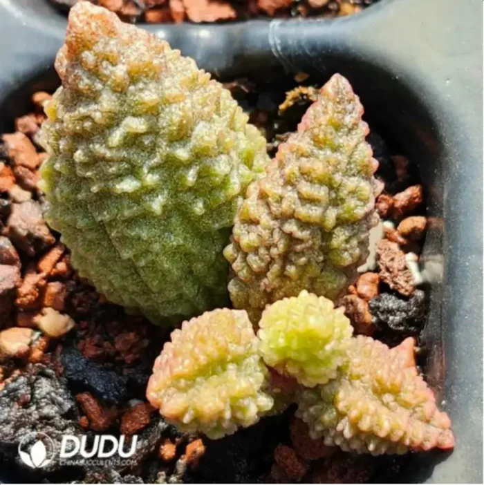 Adromischus Suzaku - Image 2
