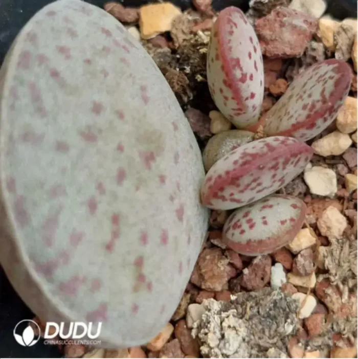 Adromischus herrei (W.F. Barker) Poelln - Image 2