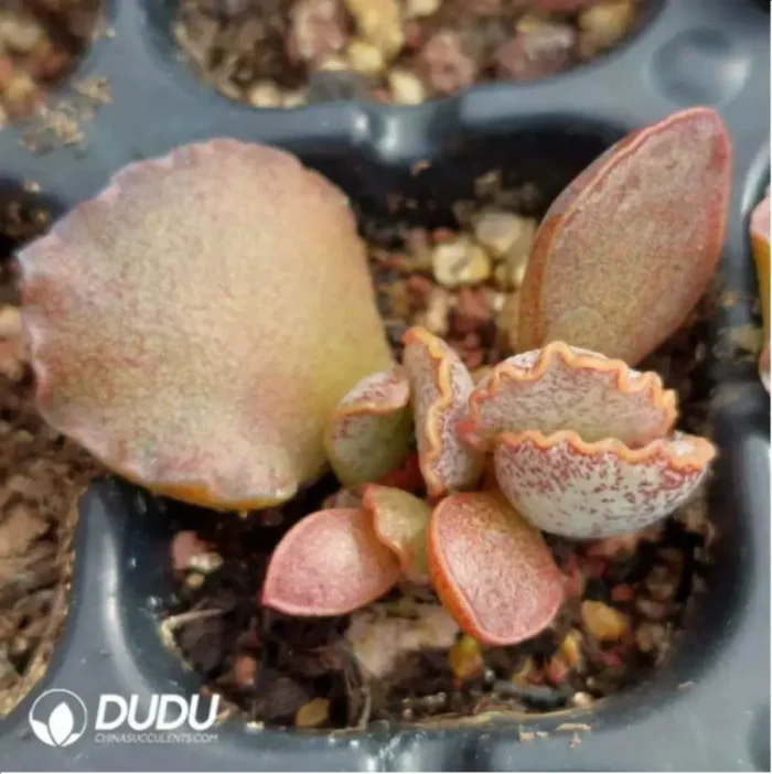 Adromischus Variable - Image 2