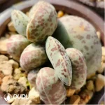 Adromischus Flower Eggs - Image 2