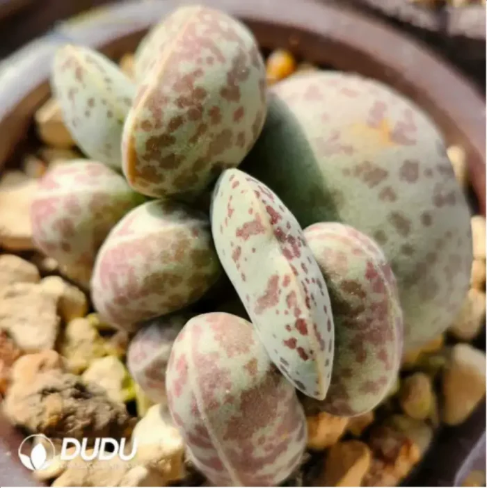 Adromischus Flower Eggs - Image 2