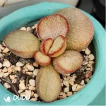 Adromischus Rapunzel Secorp - Image 2