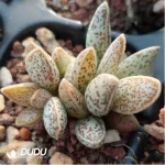Adromischus No. 194 Frosted Egg - Image 2