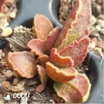 Adromischus Marianiae v. marianiae 'Clan William' - Image 2