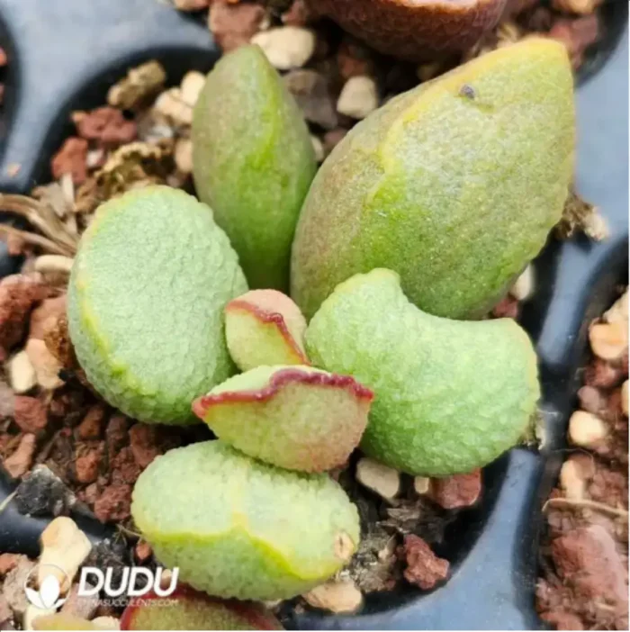 Adromischus Big Wave - Image 2