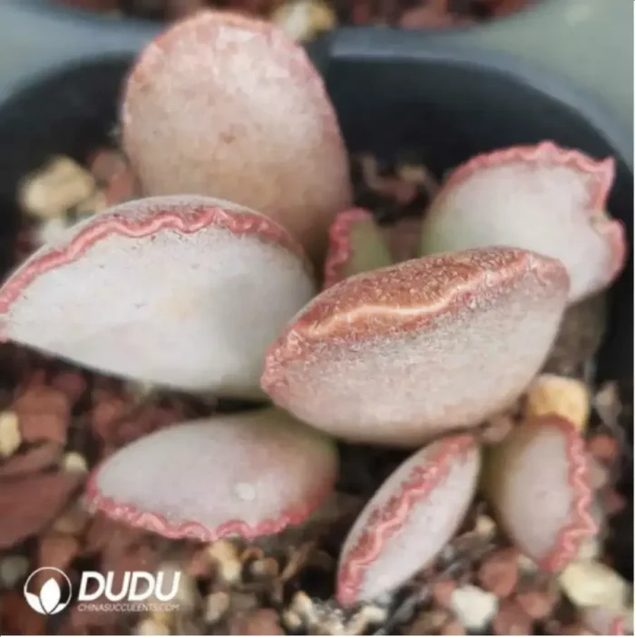 Adromischus Queen Salsa Egg Scrub - Image 2