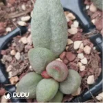 Adromischus Cat Ears - Image 2