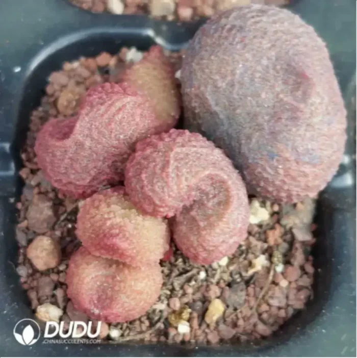 Adromischus White Sugar Bean - Image 2