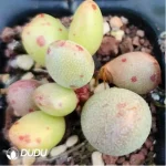 Adromischus Peach - Image 2