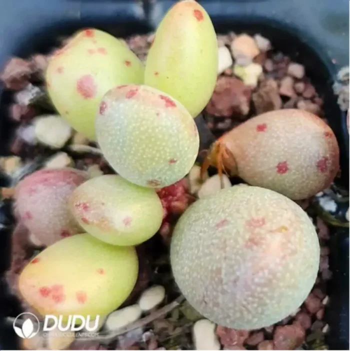 Adromischus Peach - Image 2