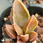 Adromischus Black Peacock - Image 2