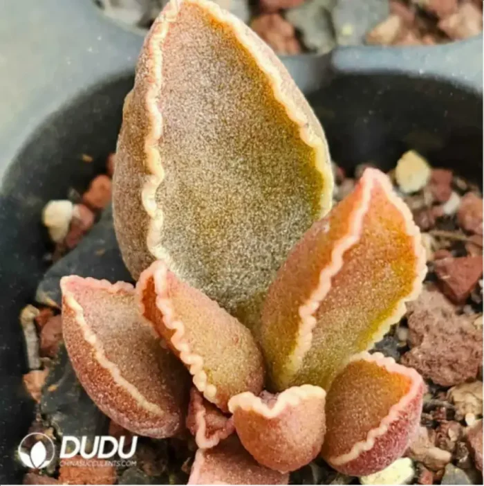 Adromischus Black Peacock - Image 2