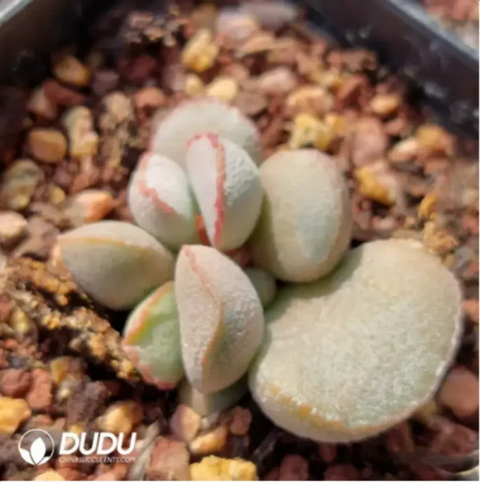 Adromischus Abalone - Image 2