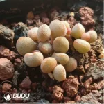 Adromischus 98 Eggs - Image 2